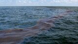15 кілометрів прибережної смуги Азовського моря забруднено мазутом