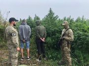 Рекордну «плантацію» конопель виявили місцеві СБУшники на Херсонщині
