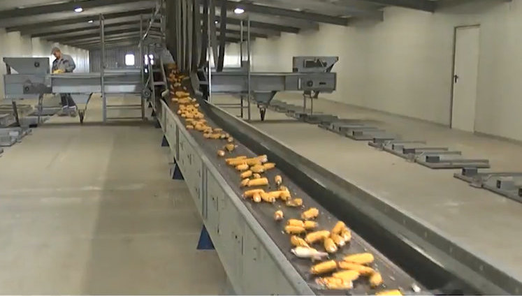 После модернизации завод "Укрлендфарминг" полностью обеспечивает аграриев собственным посевным материалом