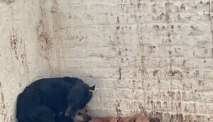 Як виправдати смерть собак та залишиться безкарною