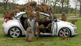 "Тест-драйв": Hyundai устроила проверку на прочность бабуинами. ФОТОрепортаж