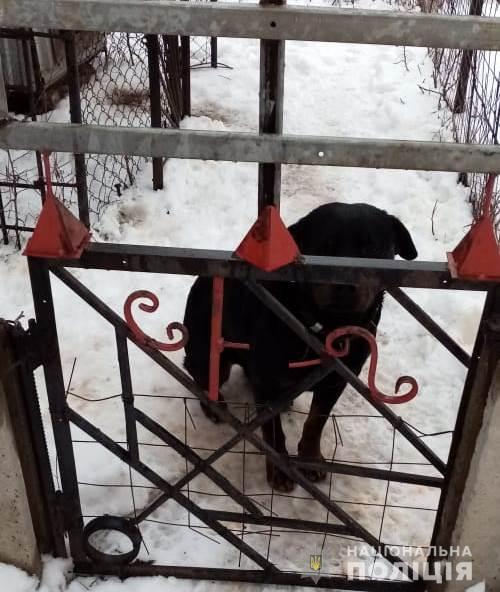 На Харківщині внаслідок нападу собаки загинула 4-річна дитина, - Нацполіція 02