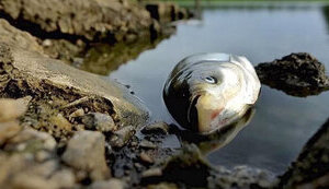 Ministry of Health urges not to eat fish that died due to drop in water level: there may be botulism