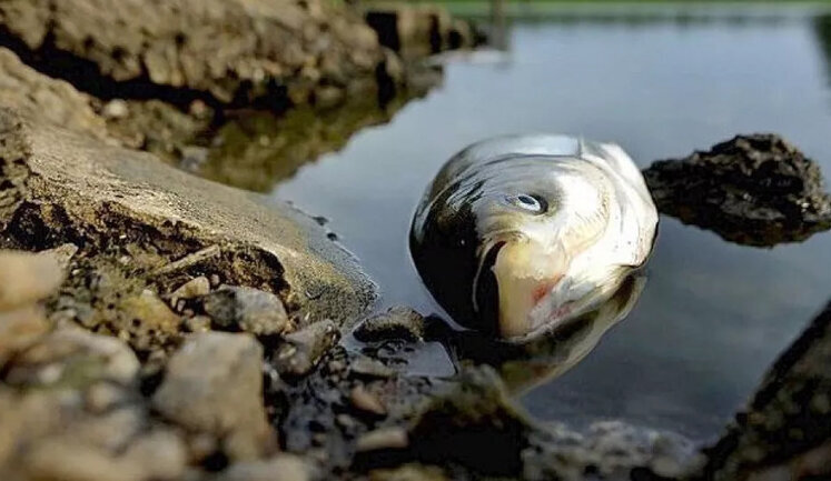 Ministry of Health urges not to eat fish that died due to drop in water level: there may be botulism