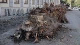 крым экология деревья
