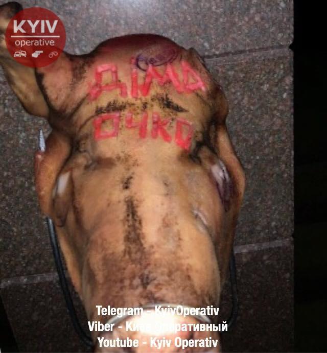 Невідомі принесли під офіс журналіста Гордона свинячу голову. Той заявив, що з неї вийшов несмачний холодець 01