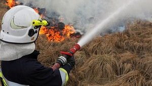 Житомирський обллісгосп заявив про нову 