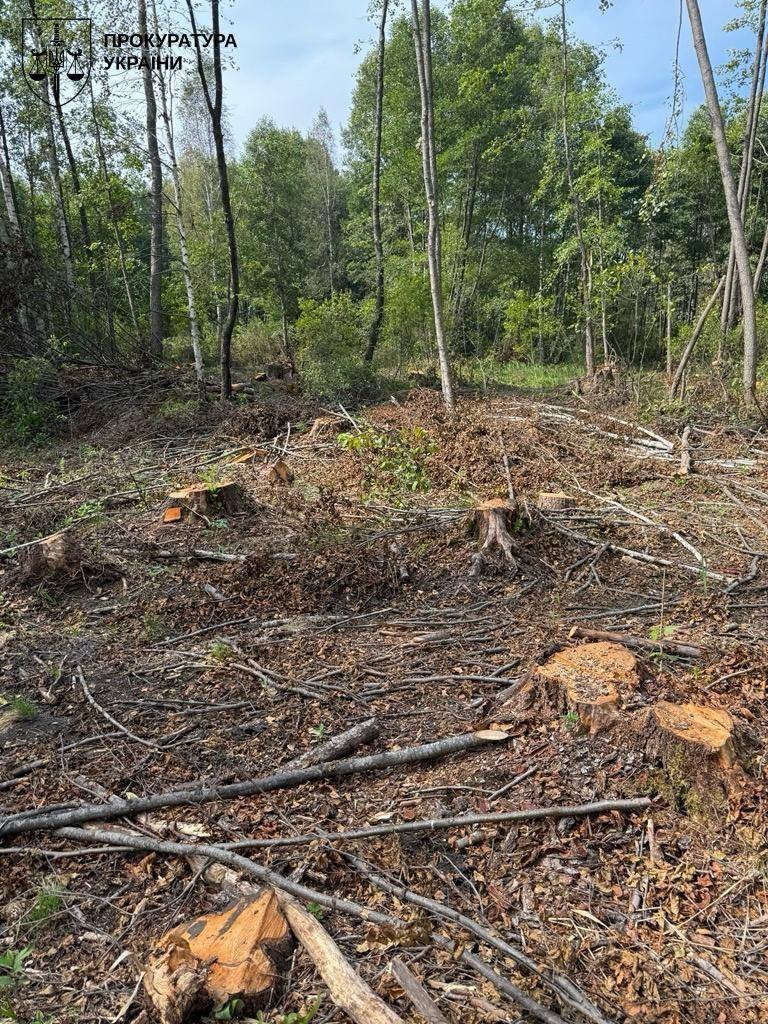 На Львівщині зрубали 19 тис. дерев під виглядом 