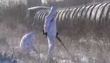 саперы
