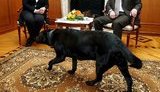 Горький Вова