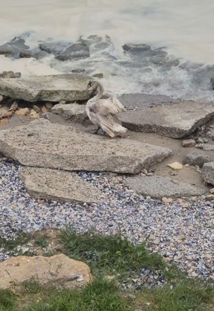 Опія у морі в Чорноморську