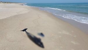 Близько 50 тисяч дельфінів загинуло у Чорному морі через війну. ФОТО