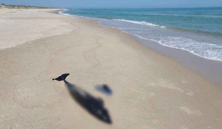 Близько 50 тисяч дельфінів загинуло у Чорному морі через війну. ФОТО
