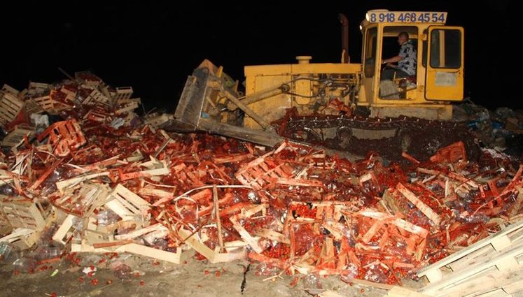 38 тонн "санкційної" полуниці з України знищили бульдозером на Кубані. ФОТО