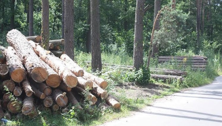 "Мля… Опять земля": о будущем беличанского леса