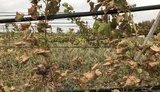 Обстановка дуже гнітюча. Вулиці малолюдні, рясно посипані опалим листям, - правозахисник Джеппаров про ситуацію з викидами в окупованому Армянську. ФОТО