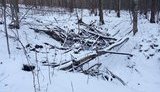 Базу повстанцев Холодного Яра нашли в Черкасской области. ФОТО