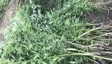 233 куста конопли обнаружили полицейские на огороде жителя Днепра. ВИДЕО