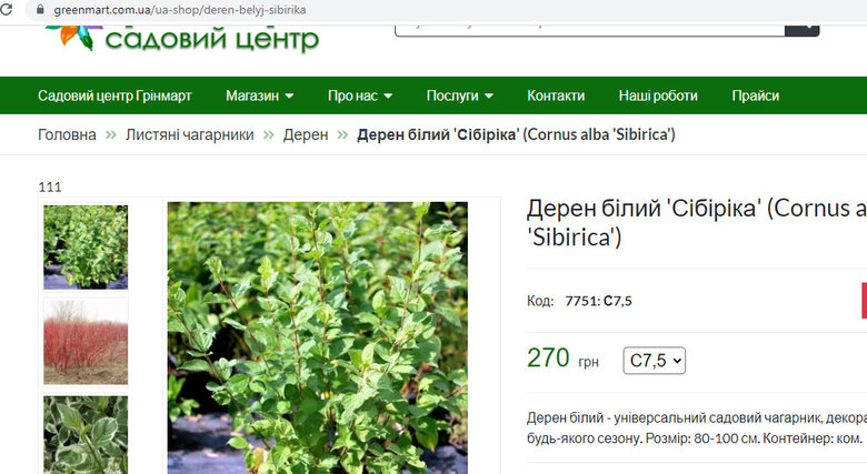 Ціни відрізняються в рази: Хто заробляє на озелененні Києва 03