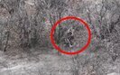 россиянин застрелился на поле боя