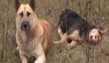 Пес 7 дней охраняет тело своей погибшей подруги: "Мы пытались похоронить ее, но он порвал мужу штаны". + ВИДЕО