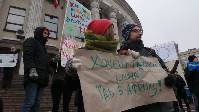 Страждання - це НЕ смішно! У Києві протестували проти використання тварин у цирку 19