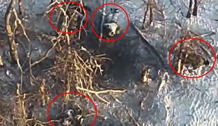 Тіла чотирьох окупантів зі знищеної ворожої штурмової групи валяються у переліску поблизу Гуляйполя. ВIДЕО