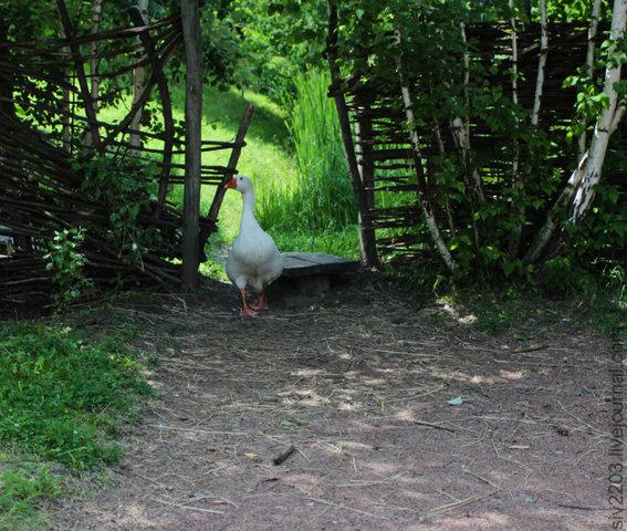 Цензор.НЕТ Изображение