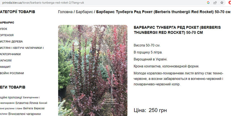 Ціни відрізняються в рази: Хто заробляє на озелененні Києва 04
