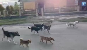 Frontline town of Mezhova in Dnipropetrovsk region suffering from packs of stray animals. VIDEO