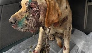 П’яний чоловік прив’язав собаку до мототрактора та тягнув дорогою на Закарпатті: відкрито кримінальне провадження. ФОТОрепортаж