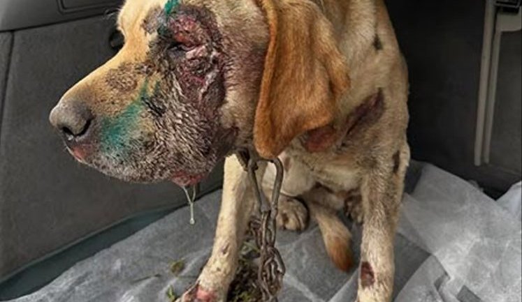 П’яний чоловік прив’язав собаку до мототрактора та тягнув дорогою на Закарпатті: відкрито кримінальне провадження. ФОТОрепортаж