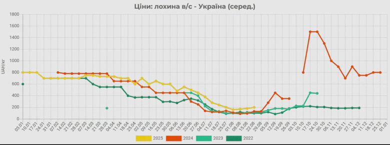 лохина