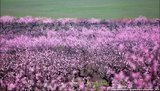 Весенний Крым: цветочное безумие и морское спокойствие. ФОТОрепортаж