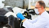 Кабмін оновив порядок державної реєстрації ветеринарних препаратів