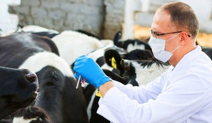 Кабмін оновив порядок державної реєстрації ветеринарних препаратів