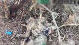 ліквідований окупант поблизу часового яру