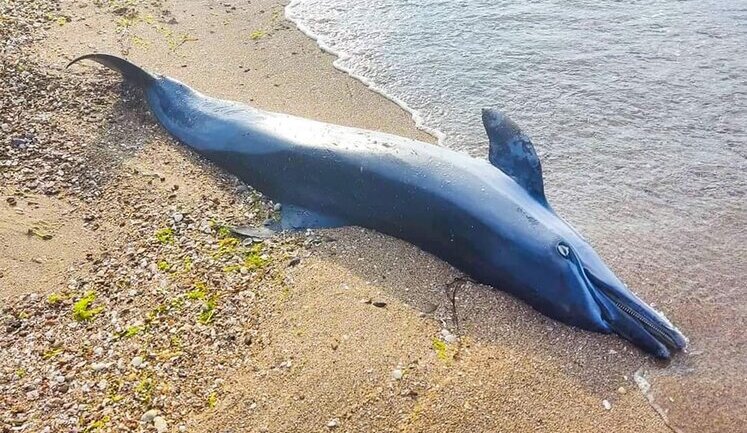 Dolphins are dying in Odesa due to actions of Russians, - ecologist Rusev. PHOTOS