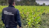 БЕБ знайшло нелегальні плантації і цех з виробництва сигарет на Одещині