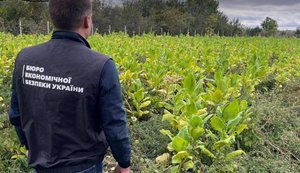 БЕБ знайшло нелегальні плантації і цех з виробництва сигарет на Одещині