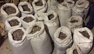 PGO, SBU stage raids in Zhytomyr region, seize 500 kilos of amber and weapons, - Lutsenko. PHOTOS