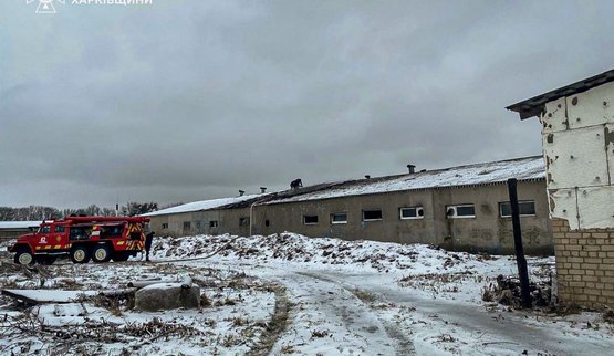 Russians kill 100 pigs near Kharkiv. PHOTOS