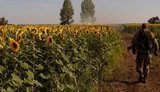 Росія вивозить насіння соняшника з окупованого півдня України