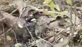 Russian occupier filmed his positions with pile of corpses and mines. VIDEO 18+