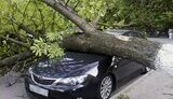 На Печерске из-за сильного ветра деревьями раздавило четыре автомобиля. ФОТОрепортаж.
