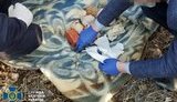 Схрон з тротилом, РПГ і гранатами знайдено на Львівщині, - СБУ. ФОТОрепортаж