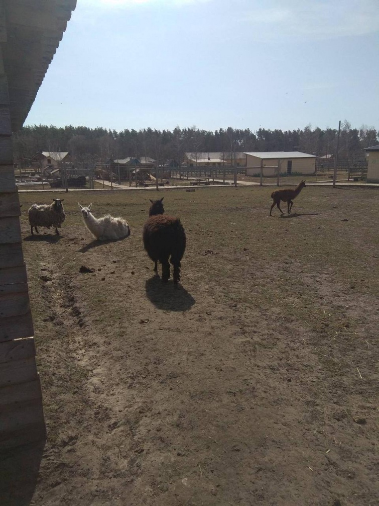 С разбомбленного экопарка в Ясногородке начали эвакуировать животных 04