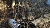 Через російські обстріли за тиждень вигоріло понад 30 гектарів лісу в Україні. ФОТО