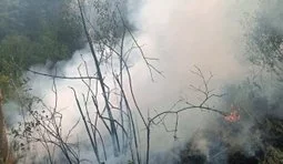 Через російські обстріли у лісах Чернігівщини та Сумщини за тиждень вигоріло майже 10 гектарів. ФОТО