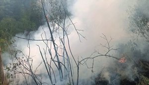 Due to Russian shelling, nearly 10 hectares of forest in Chernihiv and Sumy regions were burnt down in week. PHOTO